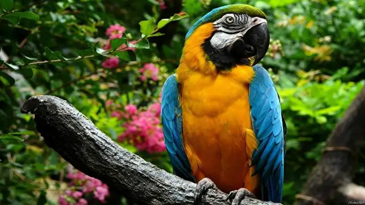Blue and Yellow Macaw theme for Windows 10 Slideshow image 5