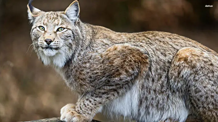 Bobcat theme for Windows 10 Slideshow image 1