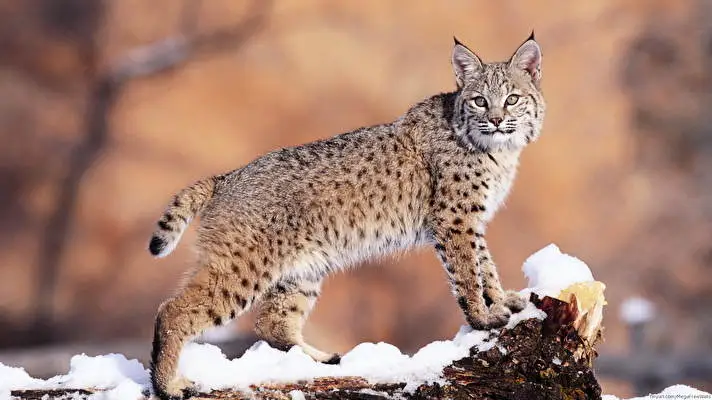 Bobcat theme for Windows 10 Slideshow image 3