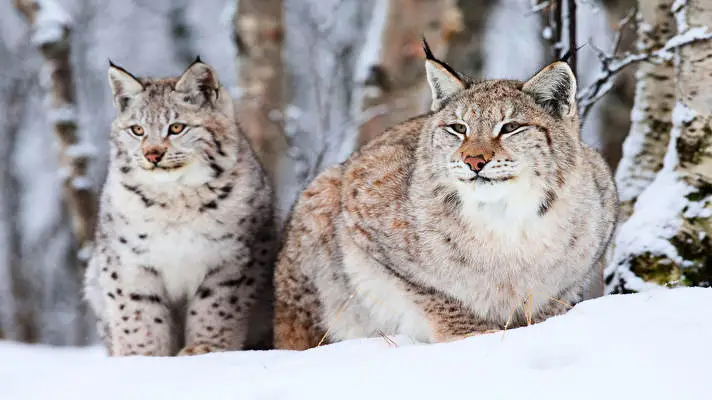 Bobcat theme for Windows 10 Slideshow image 5