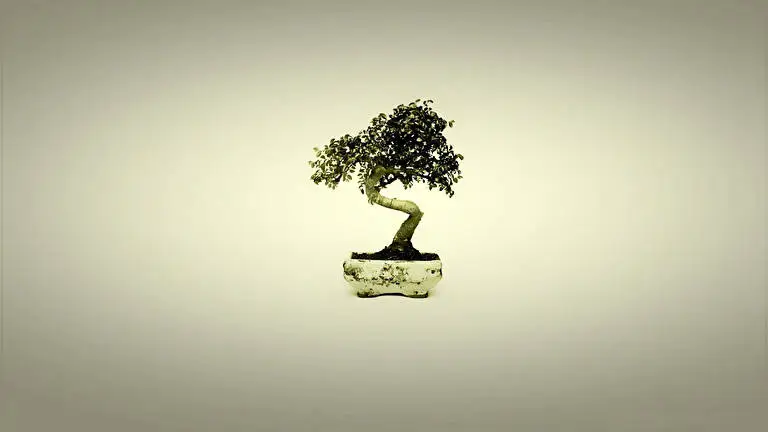 Albero Bonsai tema per Windows 10 Immagine di presentazione 1