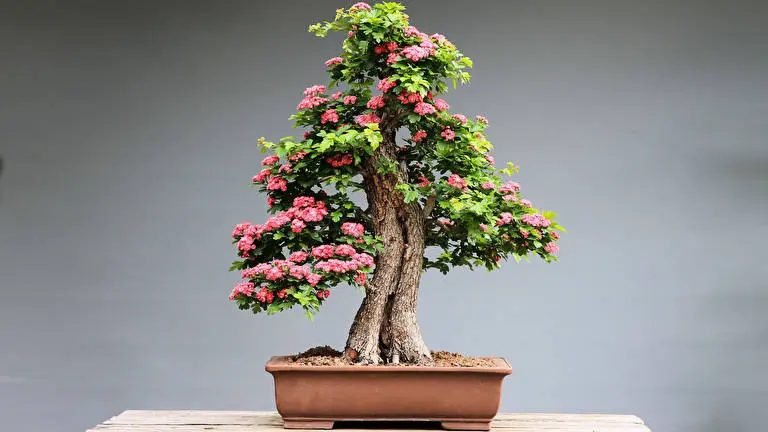 Albero Bonsai tema per Windows 10 Immagine di presentazione 2