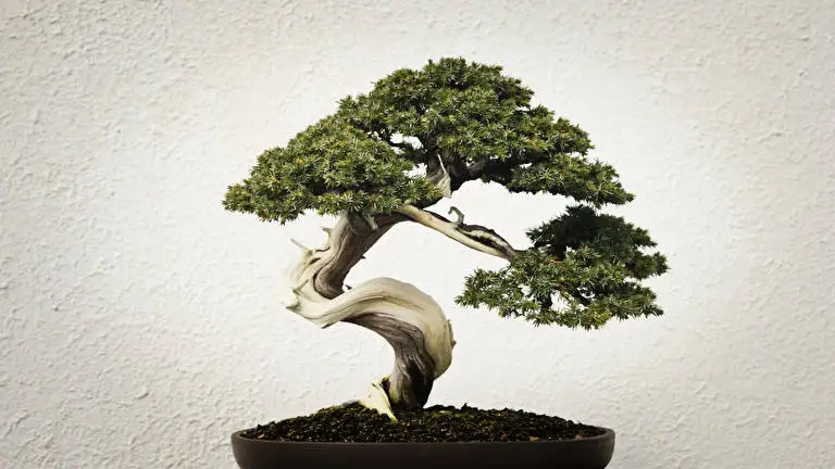 Albero Bonsai tema per Windows 10 Immagine di presentazione 3