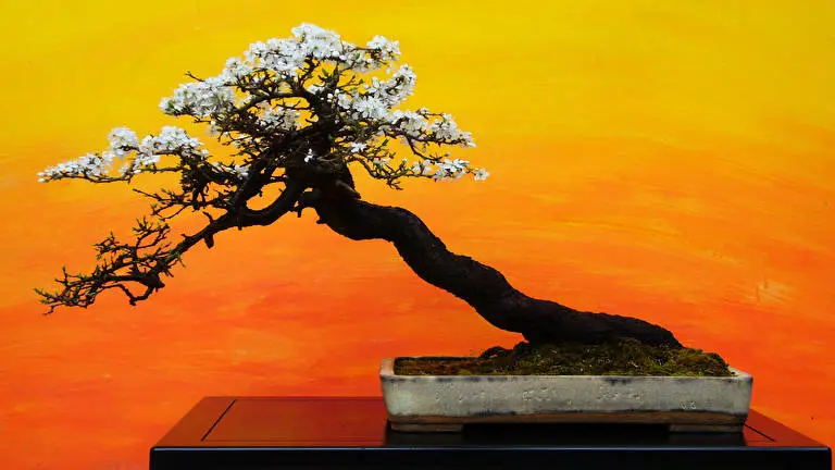 Albero Bonsai tema per Windows 10 Immagine di presentazione 4