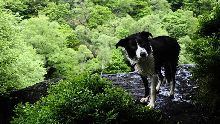 보더 콜리 Windows 10용 테마 슬라이드쇼 이미지 1