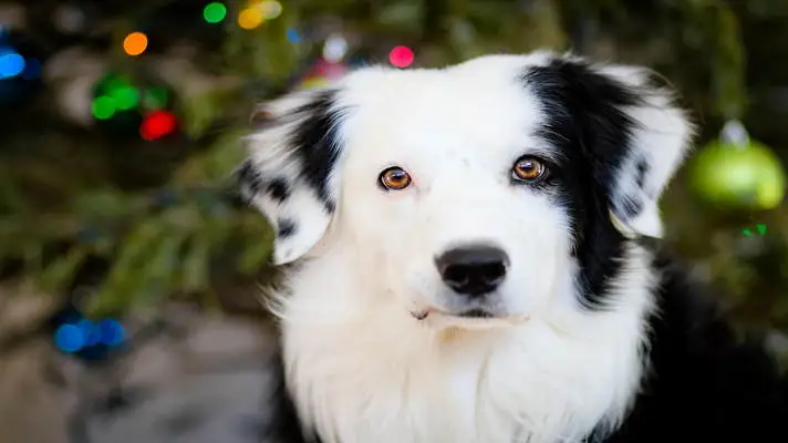 보더 콜리 Windows 10용 테마 슬라이드쇼 이미지 5