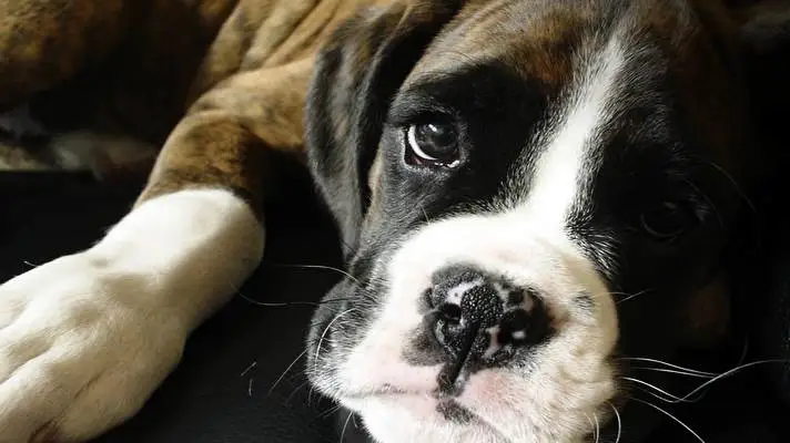 Boxer theme for Windows 10 Slideshow image 2