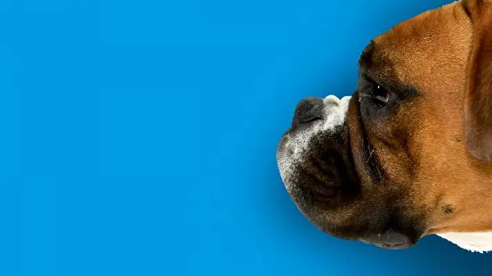 Boxer theme for Windows 10 Slideshow image 3