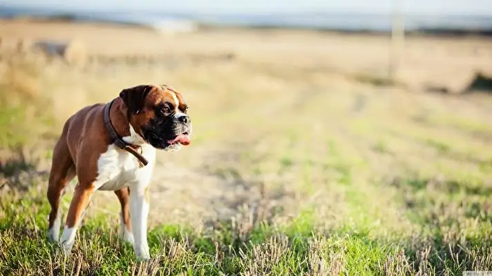 Boxer theme for Windows 10 Slideshow image 4