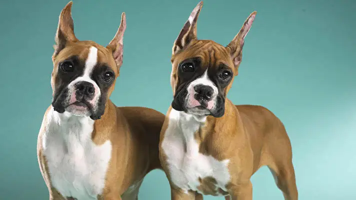 Boxer theme for Windows 10 Slideshow image 5