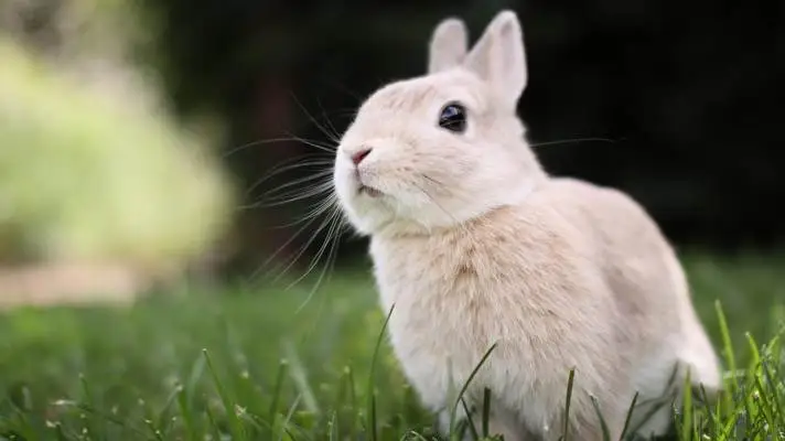 Bunny theme for Windows 10 Slideshow image 2