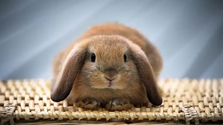 Bunny theme for Windows 10 Slideshow image 3