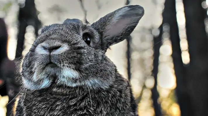 Bunny theme for Windows 10 Slideshow image 5