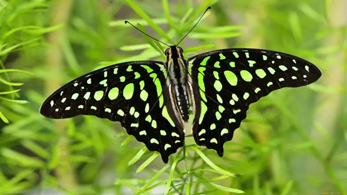 Schmetterling Thema für Windows 10 Diashow-Bild 1