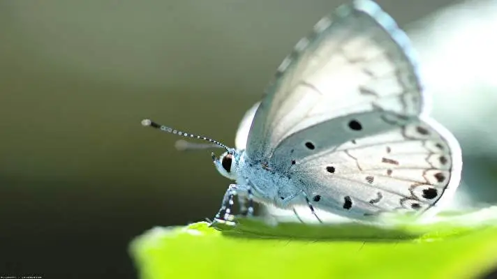 Schmetterling Thema für Windows 10 Diashow-Bild 5