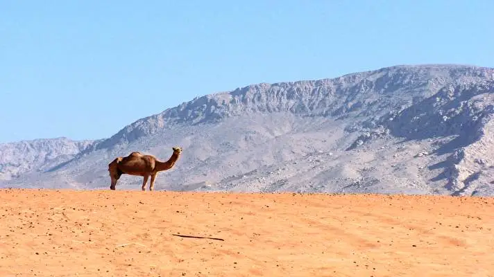 Camel theme for Windows 10 Slideshow image 1