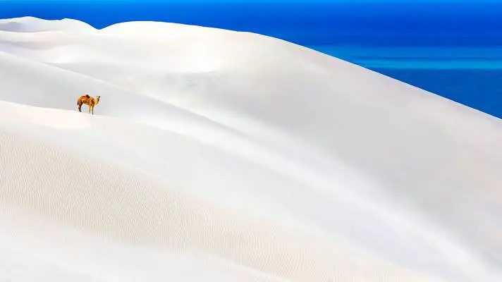 Camel theme for Windows 10 Slideshow image 4