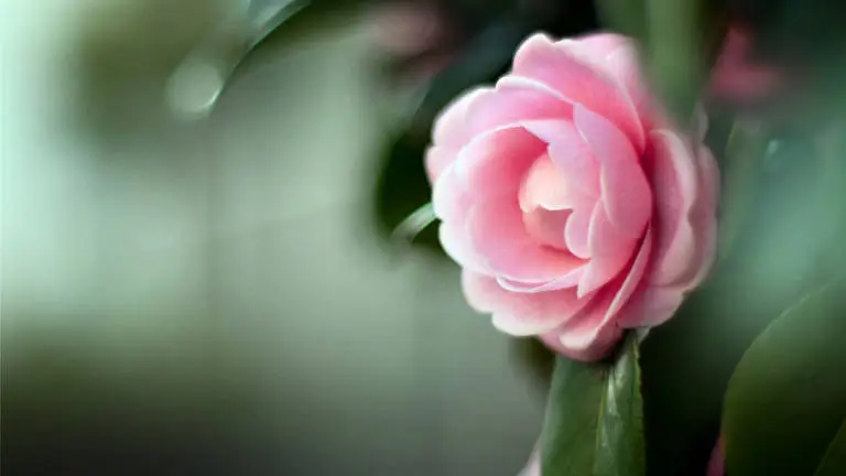 Kamelie Thema für Windows 10 Diashow-Bild 1