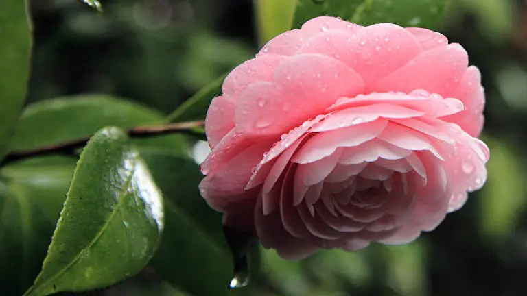 Kamelie Thema für Windows 10 Diashow-Bild 3