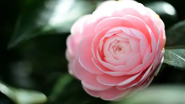 Kamelie Thema für Windows 10 Diashow-Bild 5