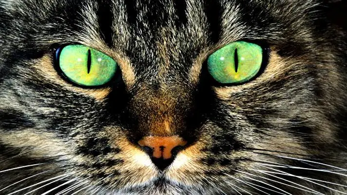 Cat theme for Windows 10 Slideshow image 3