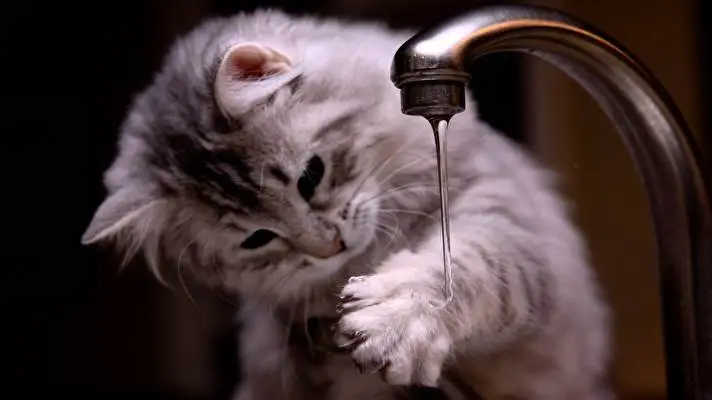 Cat theme for Windows 10 Slideshow image 5