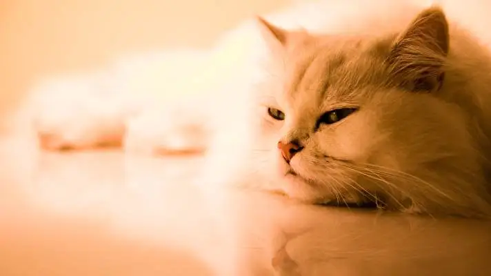 Katten thema voor Windows 10 Diavoorstelling afbeelding 3