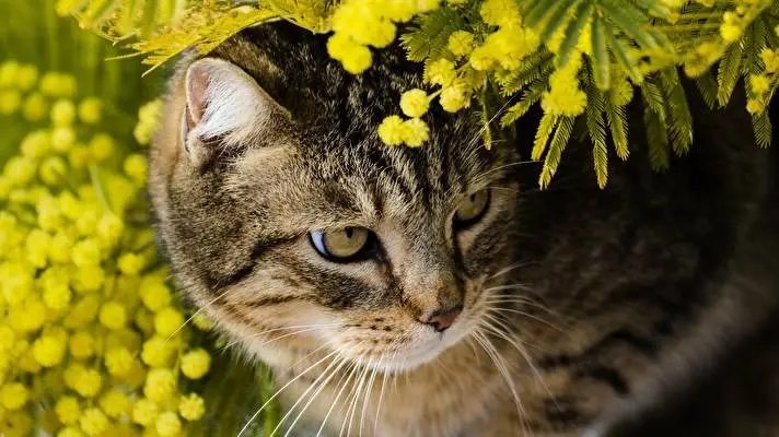 Katten thema voor Windows 10 Diavoorstelling afbeelding 5