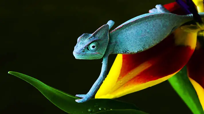 Chameleon theme for Windows 10 Slideshow image 1