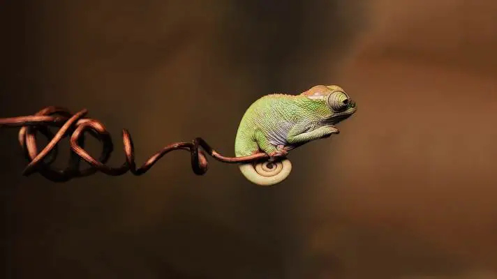 Chameleon theme for Windows 10 Slideshow image 2