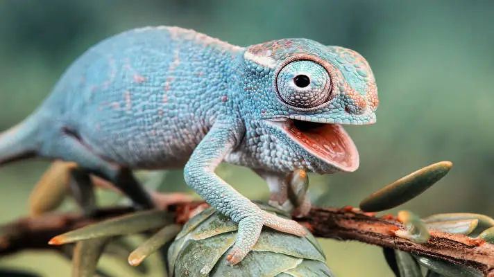 Chameleon theme for Windows 10 Slideshow image 3