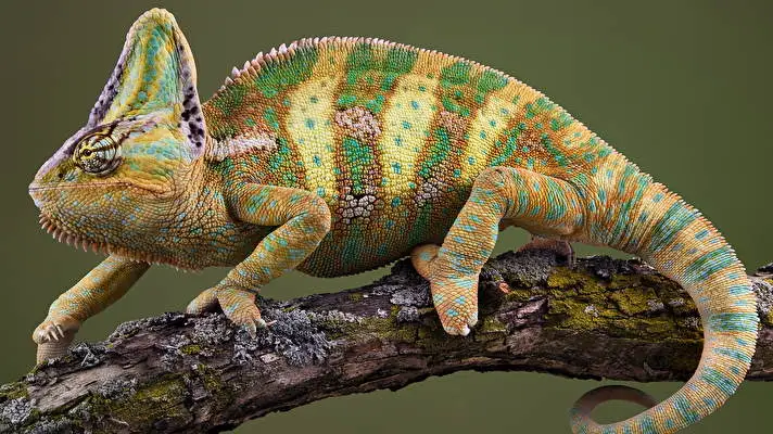 Chameleon theme for Windows 10 Slideshow image 4