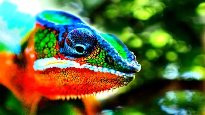 Chameleon theme for Windows 10 Slideshow image 5