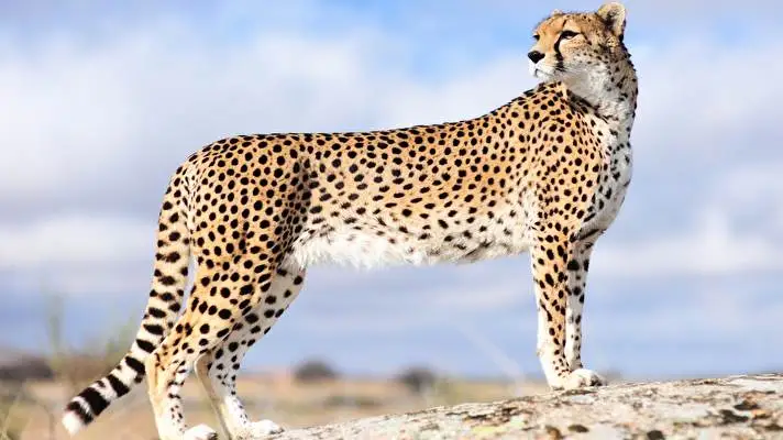 Cheetah theme for Windows 10 Slideshow image 4