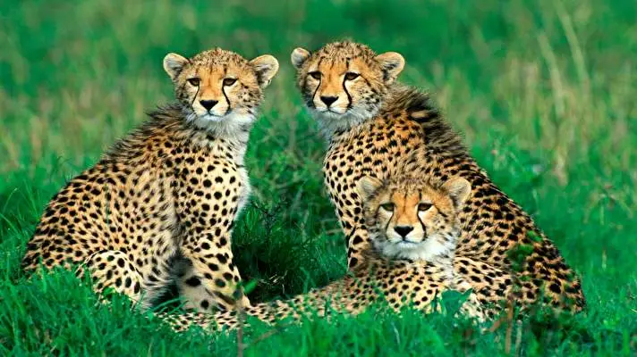 Cheetah theme for Windows 10 Slideshow image 5