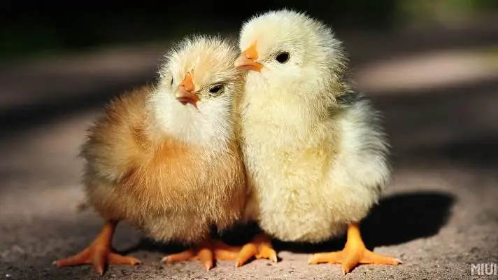 Chicken theme for Windows 10 Slideshow image 1