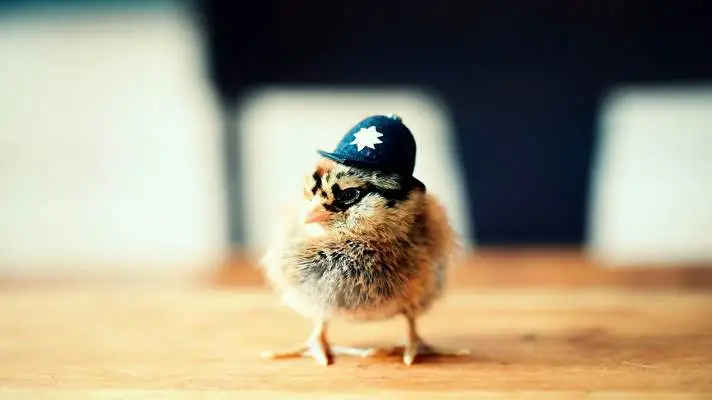 Chicken theme for Windows 10 Slideshow image 4