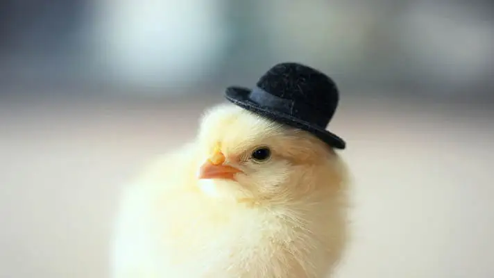 Chicken theme for Windows 10 Slideshow image 5