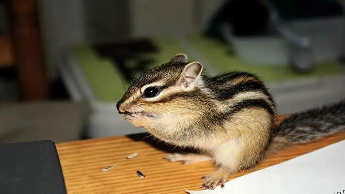 Chipmunk theme for Windows 10 Slideshow image 2