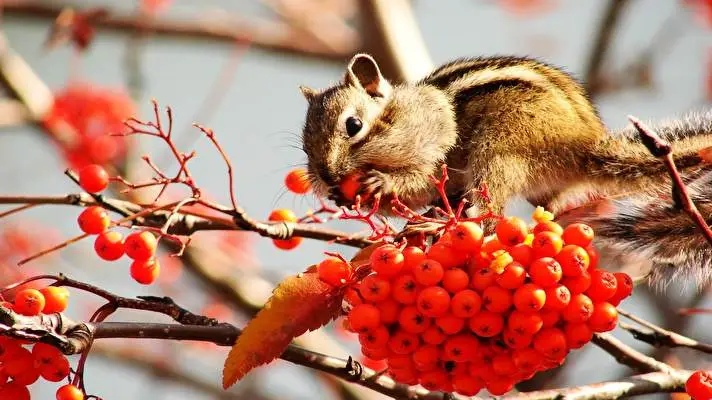 Chipmunk theme for Windows 10 Slideshow image 3