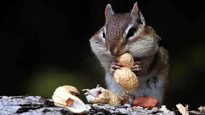 Chipmunk theme for Windows 10 Slideshow image 4