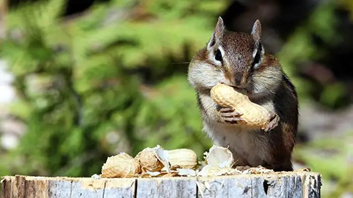 Chipmunk theme for Windows 10 Slideshow image 5