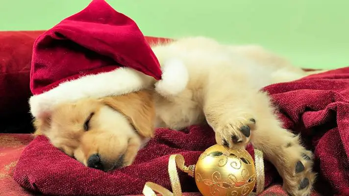 Christmas Cute Animals theme for Windows 10 Slideshow image 3