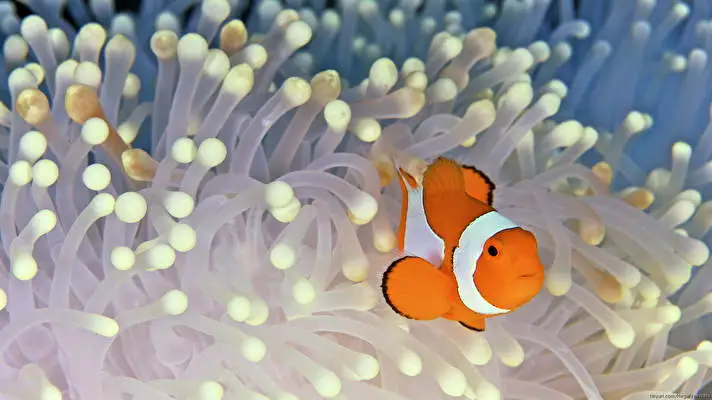 Clownfish theme for Windows 10 Slideshow image 1