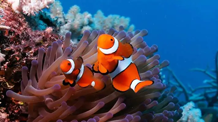 Clownfish theme for Windows 10 Slideshow image 3