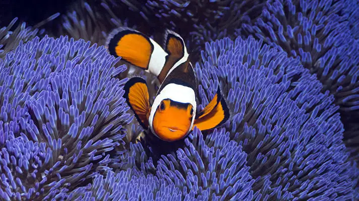 Clownfish theme for Windows 10 Slideshow image 4