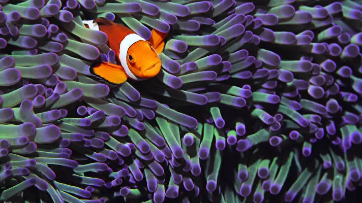 Clownfish theme for Windows 10 Slideshow image 5