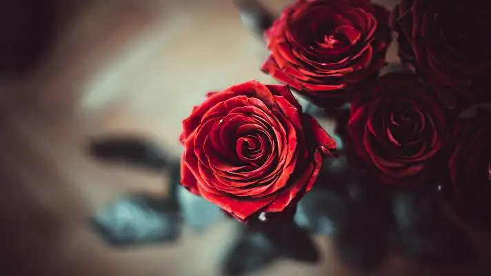 クール4K Windows 10用テーマ スライドショー画像 4