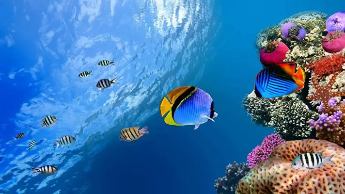 Coral theme for Windows 10 Slideshow image 1