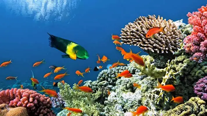 Coral theme for Windows 10 Slideshow image 3